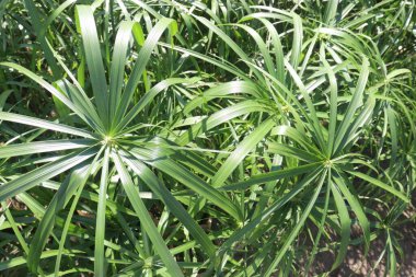 Cyperus alternatif yaprak bitkisi nakit mahsulüdür. Cyperus alternifolius, hepatoprottive, antibakteriyel, fizyomeditasyon, antioksidan. Yaraları, ateşi, midesi tedavi edebilir.