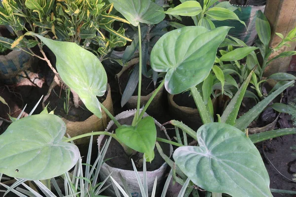 stock image Alocasia cucullata plant on farm for sell are cash crops and It is applied externally to treat snakebite, abscesses, rheumatism, and arthritis