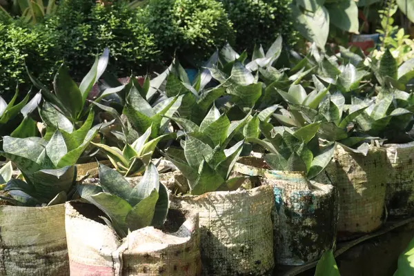 Dracaena trifasciata leaf plant are cash crop.it can treat ringworm, fungal diseases, diabetic, leaf sap is applied on infected sores, cuts. Purifies air. can remove toxic from air