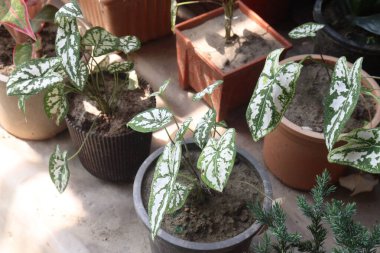 Çiftlikteki Caladium Humboldtii yaprakları satılık.