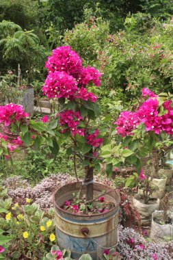 Bougainvillea spektabilis 'in antikanser, antidiyabetik, hepatotoksik, antienflamatuar, antihiperlipidemik, antimikrobik, antioksidan gibi tıbbi değerleri vardır.