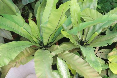 Asplenium nidus çiftliğinde nakit ürünler satılır. Güçlü hava arıtma özelliklerine sahip olduğu için çok iyi bir bitki yetiştirir ve astım ve ağız kokusunun tedavisine yardımcı olabilir.