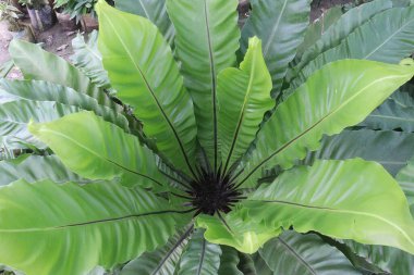 Asplenium nidus çiftliğinde nakit ürünler satılır. Güçlü hava arıtma özelliklerine sahip olduğu için çok iyi bir bitki yetiştirir ve astım ve ağız kokusunun tedavisine yardımcı olabilir.