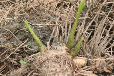 Bambu filizleri birçok Asya mutfağıdır. Besin bakımından zenginler ve birkaç sağlık sigortası, kilo kaybı, sindirim sağlığında iyileşme ve kolesterolde azalma.