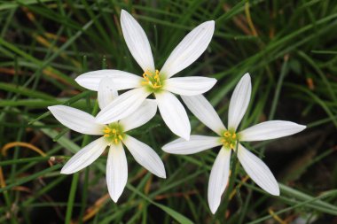 Beyaz Renkli Sonbahar Zephyrlyly bitkisi satışta nakit ürünleri karaciğer fonksiyonlarını geliştirebilir ve karaciğer sorunları olan insanlara yardım edebilir ve Hepatit sorunları
