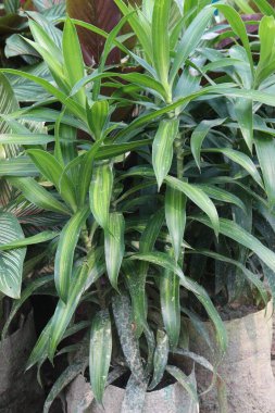 Çiftlikteki Dracaena reflexa yaprağı fabrikası nakit mahsulüdür. Sıtma semptomları, zehirlenme, dizanteri, ishal, dismenoroz, antipiretik, hemostatik