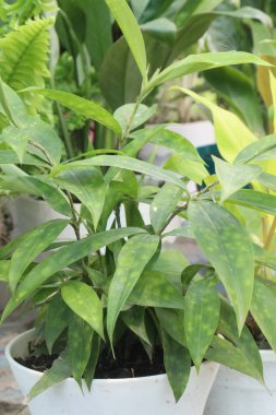 Çiftlikteki Dracaena Surculosa Maculata yaprağı satılık.