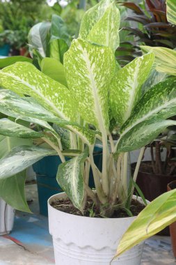 Çiftlikteki Aglaonema Beyaz Yağmur Ağacı bitkisi nakit mahsulü.