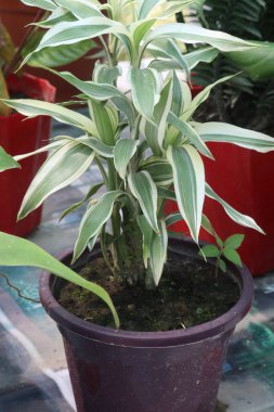 Çiftlikteki Dracaena parfümlü yaprak bitkisi nakit mahsulü. Hava arındırmada etkili ev bitkileri. Formaldehit, benzen, trikloretilen, karbondioksit...