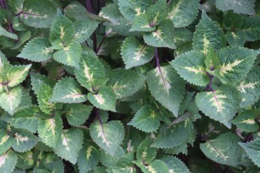 Çiftlikteki Coleus Amora Ayurvedic tıbbi yaprak bitkisi nakit mahsulüdür, kan basıncını, kalp yetmezliğini, egzamayı, solunum hastalıklarını, ağrılı idrarı, uykusuzluğu, nöbetleri tedavi edebilir.