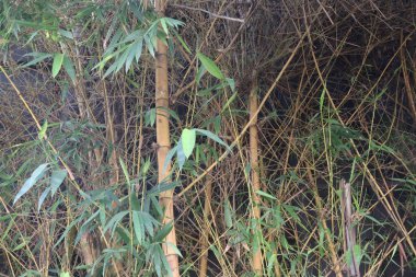 Çiftlikteki sefalostachyum bambu fabrikası satılık. İnşaat amaçlı kullanılabilir, çitler, sepetler, paspaslar, el sanatları yapabilir. Gıda kaynağı ve ilaç olarak kullanılır.