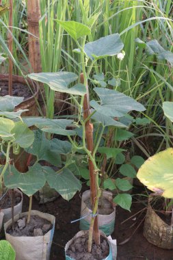 Çiftlikte satılacak şişe kabağı bitkisi nakit mahsulüdür. Ateşi, öksürüğü, acıyı, astımı tedavi edebilir. B, C vitamini ve besin maddeleri var. Şekli, şişesi, dambılı, oval şekli ile bilinir..