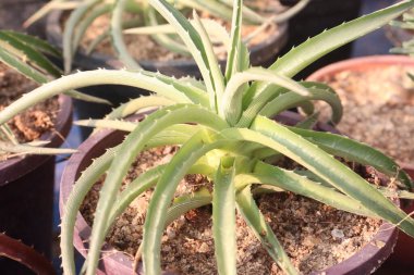 Aloe Arboresans 'ın çiftlikteki çeşitli yaprak bitkileri. Antioksidan, antibakteriyel özellikler, diş plaklarını azaltmak, yaraları iyileştirmek, kırışıklıkları önlemek, kan şekerini kontrol etmek.