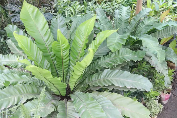 Asplenium nidus on farm for sell are cash crops it can very good houseplant as it has strong air purification qualities and can help treat asthma & halitosis