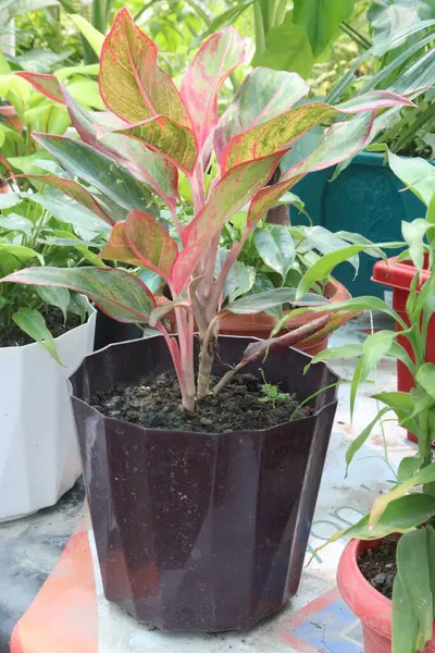 Aglaonema ağacı çiftlikte satışta, kapalı hava kirleticilerini ve toksinleri filtreleyebilir.