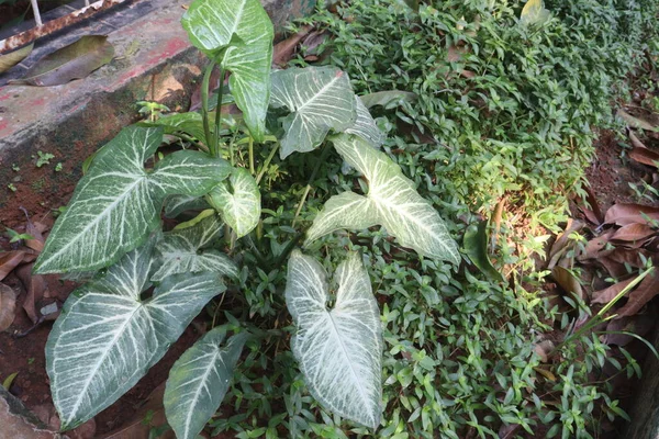 Arrowhead plants on farm for sell are cash crops and natural air purifiers that can filter out toxins such as formaldehyde, benzene, and trichloroethylene from the air