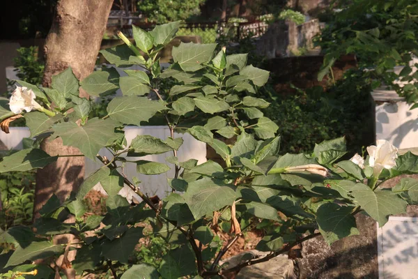 Datura metel tree plant on farm are cash crops. it can treat epilepsy, hysteria, insanity, heart diseases, fever, asthma, diarrhea, skin diseases, Crushed leaves, relieve pain
