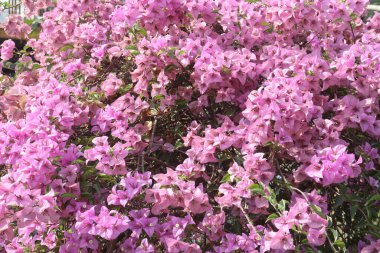 Çiftlikteki Bougainvillea çiçek fabrikası nakit mahsulü. Öksürük ve solunum sorunlarını tedavi edebilir. Botanik böcek ilacı var.