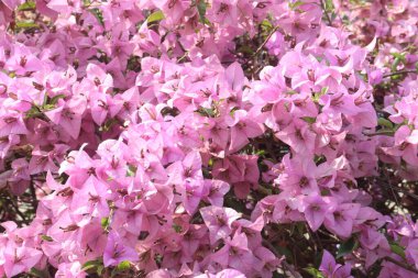 Çiftlikteki Bougainvillea çiçek fabrikası nakit mahsulü. Öksürük ve solunum sorunlarını tedavi edebilir. Botanik böcek ilacı var.