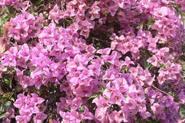 Çiftlikteki Bougainvillea çiçek fabrikası nakit mahsulü. Öksürük ve solunum sorunlarını tedavi edebilir. Botanik böcek ilacı var.