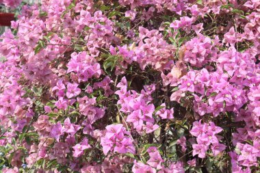 Çiftlikteki Bougainvillea çiçek fabrikası nakit mahsulü. Öksürük ve solunum sorunlarını tedavi edebilir. Botanik böcek ilacı var.