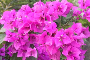 Çiftlikteki Bougainvillea çiçek fabrikası nakit mahsulü. Öksürük ve solunum sorunlarını tedavi edebilir. Botanik böcek ilacı var.