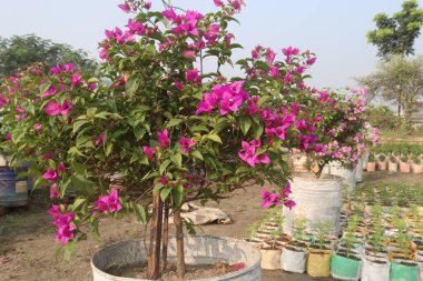 Çiftlikteki Bougainvillea çiçek fabrikası nakit mahsulü. Öksürük ve solunum sorunlarını tedavi edebilir. Botanik böcek ilacı var.
