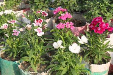 Çiftlikteki dianthus bitkisi nakit mahsulüdür. İltihabı, enfeksiyonu, stresi, solunumu, bağışıklığı, sindirimi ve kalbi iyileştirebilir. Anti-bakteriyel, anti-mantarlı.