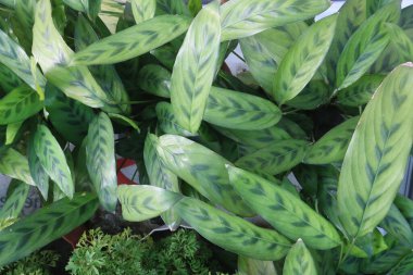 Çiftlikteki Calathea wiotii yaprağı bitkisi nakit mahsulü. Bu bitkiler canlı desenleri ve hava temizleyici özellikleriyle bilinirler.