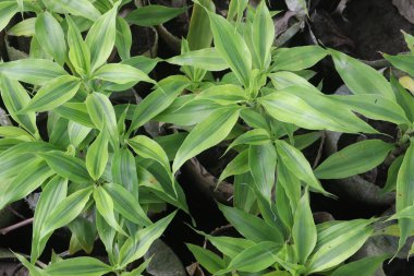 Bambu Altın Kenar yaprağı bitkisi, çiftlikte nakit mahsulü. Havayı temizle. Cazibe yapabilir, olumlu enerji verebilir, şans getirebilir. Büyümesi kolay, ev dekorunu ve estetik değerini arttırıyor.