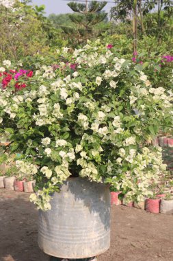 Çiftlikteki Bougainvillea çiçek fabrikası nakit mahsulü. Öksürük ve solunum sorunlarını tedavi edebilir. Botanik böcek ilacı var.