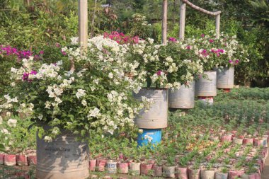 Çiftlikteki Bougainvillea çiçek fabrikası nakit mahsulü. Öksürük ve solunum sorunlarını tedavi edebilir. Botanik böcek ilacı var.