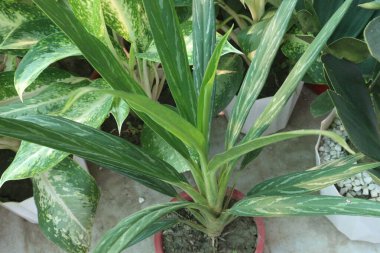 Çiftlikteki Aglaonema Cutlass yaprağı fabrikası nakit mahsulü. Düşük ışıktan orta ışığa kadar büyüyebilen, ev ve ofislerde büyümek için ideal bir bitkidir.