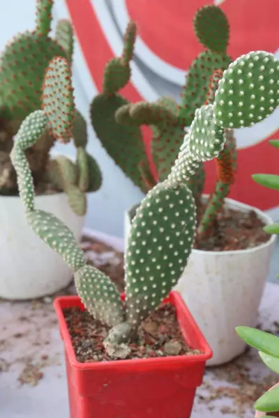 Bunny ears cactus plant on farm for sell are cash crops are great air purifiers, remove pollutants and toxins from the air