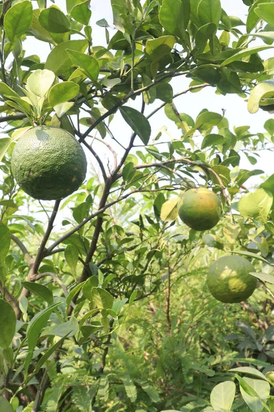 Çiftlikteki ağaçta satılan makropteralar nakit mahsuldür. Antioksidan, polifenol, flavonoid, tanin, protein içerir.