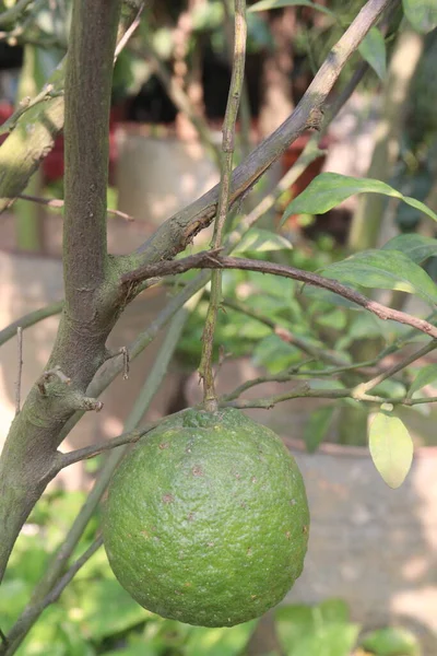 stock image Citrus macroptera on tree in farm for sell are cash crops. is have antioxidants, polyphenols, flavonoids, tannins, proteins