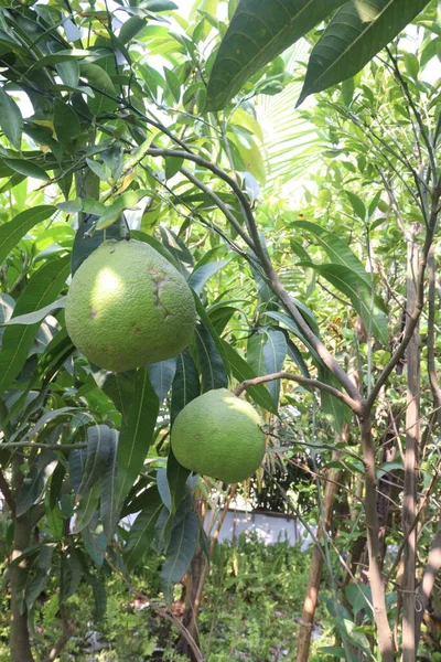 Da Xanh pomelo on tree in farm for sell are cash crops.it can help burn fat to promote weight loss, its high content of vitamin C with antioxidant, anti-aging help boost immunity