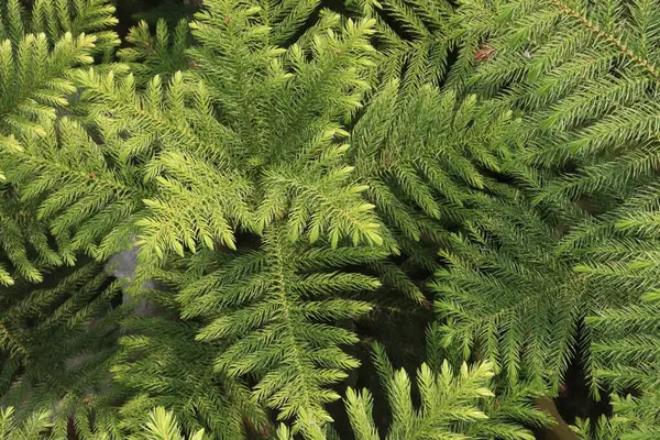 Tarlada satılık Araucaria yaprakları nakit mahsulü, ağaçta farmakolojik aktivite, anti-ülser, antiviral, nöroaktif, anti-depresan ve pıhtılaşma önleyici maddeler var.