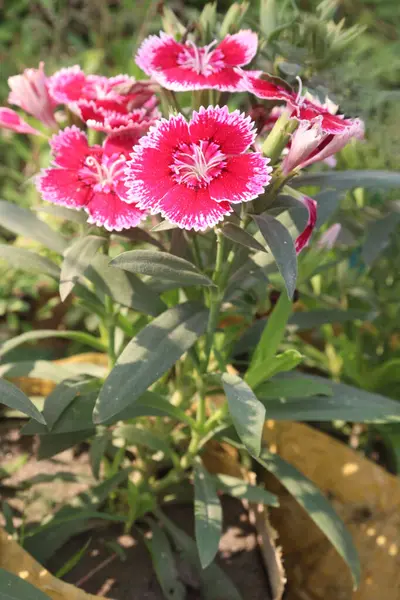 sweet william flowers digon 3 flower plant on farm. it can treat inflammation, infections, stress, respiratory,boost the immune , digestion, heart. with anti-bacterial, anti-fungal