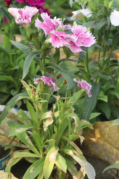 Dianthus flower plant on farm are cash crop. it can treat inflammation, infections, stress, respiratory, boost the immune , digestion, heart. with anti-bacterial, anti-fungal