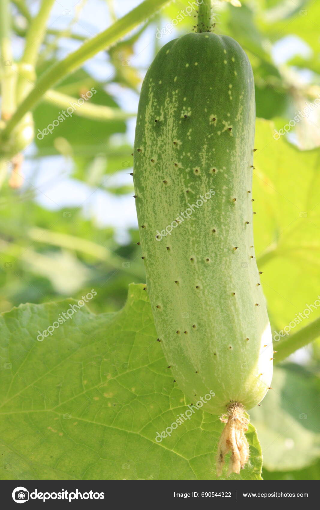 Cucumber Tree Farm Sell Cash Crops Have Potassium Magnesium Dietary