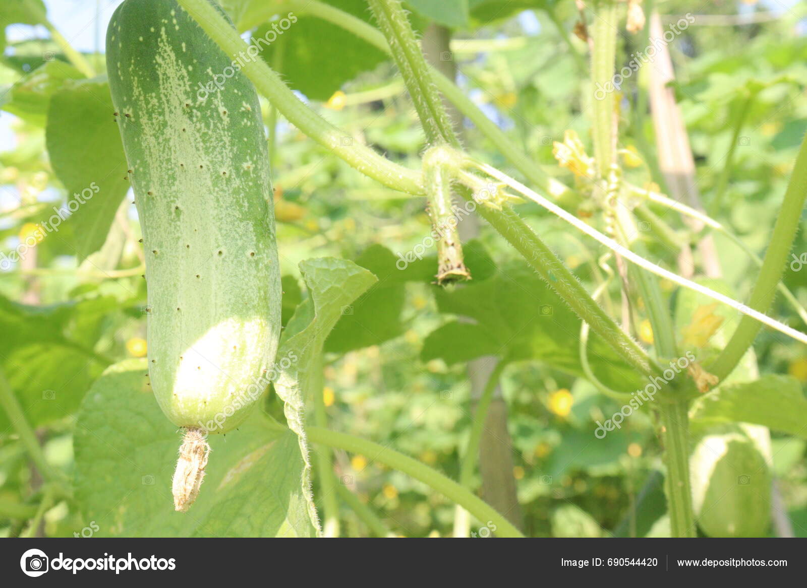 Cucumber Tree Farm Sell Cash Crops Have Potassium Magnesium Dietary