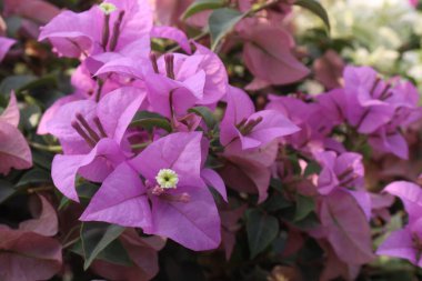 Çiftlikteki Bougainvillea çiçek fabrikası nakit mahsulü. Öksürük ve solunum sorunlarını tedavi edebilir. Botanik böcek ilacı var.