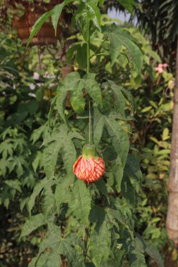 Abutilon pictum çiçeği ve tarlada satılacak süs bitkisi nakit mahsuldür.