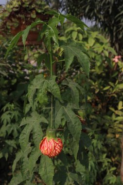 Abutilon pictum çiçeği ve tarlada satılacak süs bitkisi nakit mahsuldür.