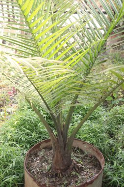 Çiftlikte satılacak hindistan cevizi ağacı tohumu nakit mahsulüdür. gıda, yakıt, kozmetik, folklor, inşaat malzemeleri