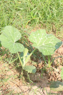 Çiftlikte satılan cucurbita moschata tohumu nakit mahsulüdür.