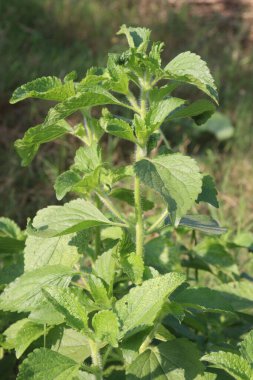Çocuk odasındaki Ageratum conyzoides bitkisi. Dizanteri ve ishale karşı tedavi. Aynı zamanda böcek ilacı ve nematisit.
