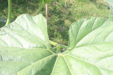 Çiftlikte satılacak şişe kabağı bitkisi nakit mahsulüdür. Ateşi, öksürüğü, acıyı, astımı tedavi edebilir. B, C vitamini ve besin maddeleri var. Şekli, şişesi, dambılı, oval şekli ile bilinir..