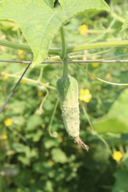 Çiftlikteki salatalıklar nakit mahsuldür. Potasyum, magnezyum ve diyet lifleri var. Yüksek tansiyonu kontrol edebilir, kalp hastalıklarını tedavi edebilir.